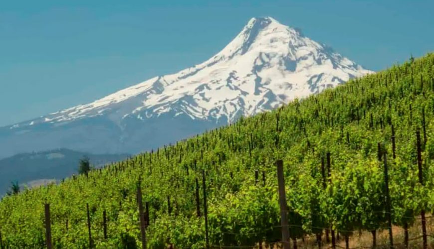 Book your wine trip online now!